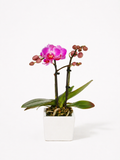 Phalaenopsis Orchidé i Hvid Potte