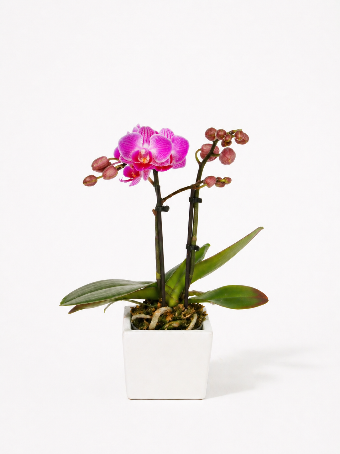 Phalaenopsis Orchidé i Hvid Potte