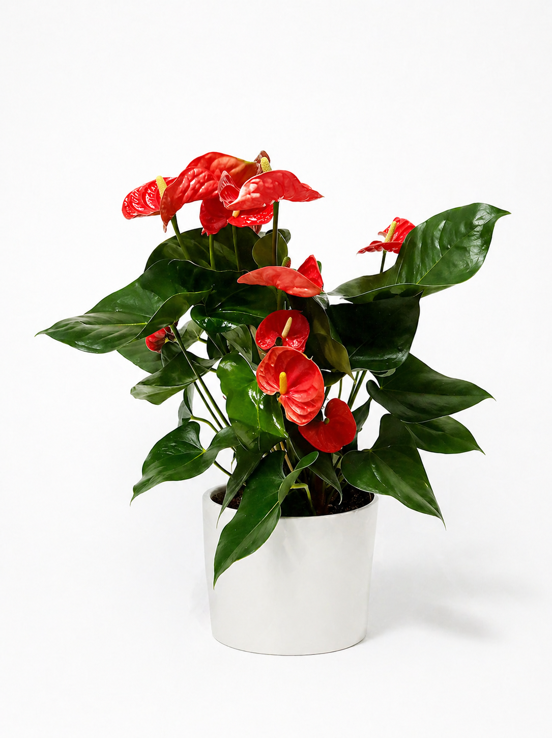 Farverig Anthurium i Hvid Potte